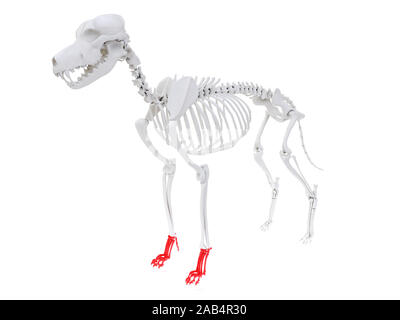Gerenderten 3D-Anatomie Illustration des Hundes Skelett Anatomie - Vorfuß. Stockfoto