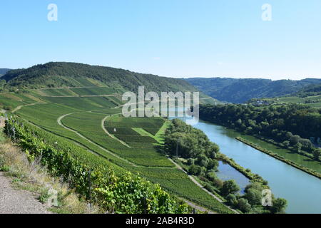 Weinberge im Moseltal in der Nähe von Zell Stockfoto