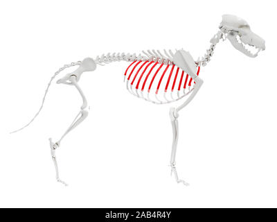 Gerenderten 3D-Anatomie Illustration des Hundes Skelett Anatomie - Rippen Stockfoto