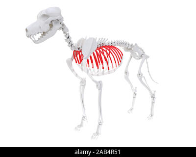 Gerenderten 3D-Anatomie Illustration des Hundes Skelett Anatomie - Rippen Stockfoto