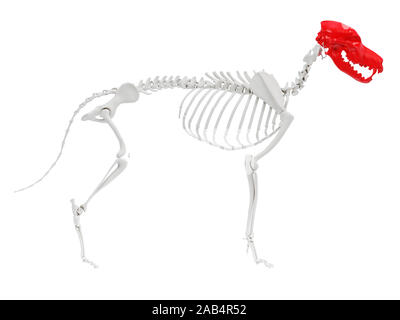 Gerenderten 3D-Anatomie Illustration der Hund Anatomie Skelett - Schädel Stockfoto