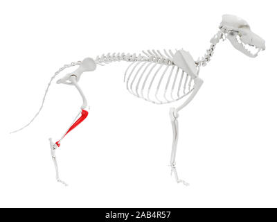 Gerenderten 3D-Anatomie Illustration des Hundes Skelett Anatomie - Tibia Stockfoto