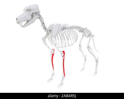 Gerenderten 3D-Anatomie Illustration des Hundes Skelett Anatomie - ulna Stockfoto