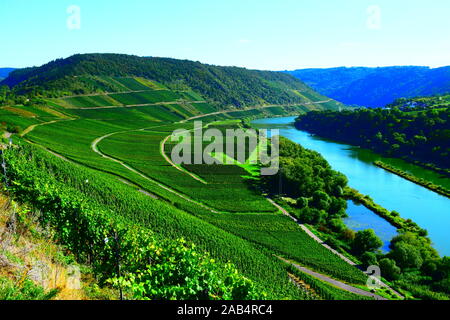 Weinberge im Moseltal in der Nähe von Zell Stockfoto