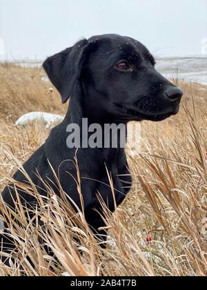 Gehorsam jungen schwarzen Hund sitzt geduldig warten in einem Feld der hohen goldenen wildes Gras vor starrte mit einem nachdenklichen Ausdruck in der Nähe zu Profi Stockfoto