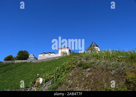 Weinberge im Moseltal in der Nähe von Zell Stockfoto