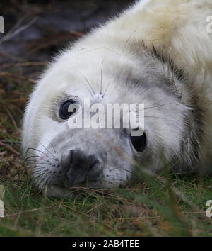 Grau seal Pup (Halichoerus grypus) Donna Nook, Lincolnshire, Großbritannien Stockfoto