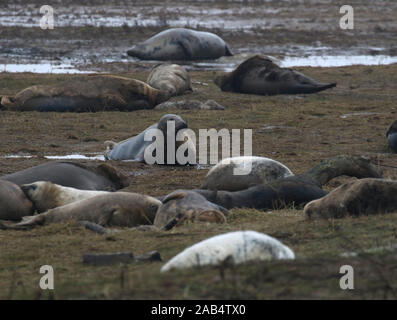 Graue Dichtungen an Donna Nook Robbenkolonie, Lincolnshire, Großbritannien Stockfoto