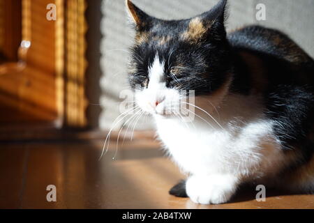 Tricolor Kitty auf dem Boden liegt im sonnigen Zimmer, Haustiere entspannen, Maneki Neko Katze. Stockfoto