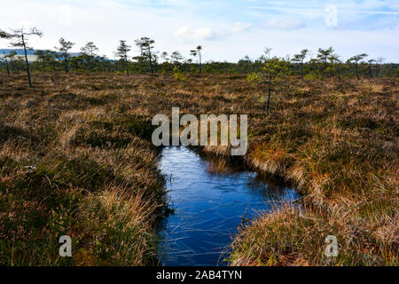 Eine gekühlte Moor im Schwarzen Moor in der Hohen Rhön, Bayern, Deutschland mit Bäumen und Sky Stockfoto