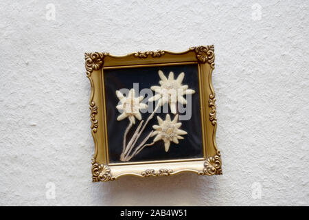 Getrocknete Edelweiss in einem Bilderrahmen, Leontopodium alpinum Stockfoto