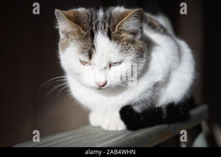 Weiße Katze Portrait in den sonnigen Tag, Haustieren entspannen. Stockfoto