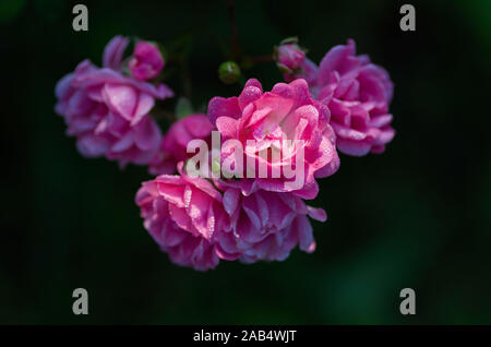 Kleine Blüten von Rosen im Garten. Tropfen Tau auf den Blüten. Kleine Blumen Rosen. Close-up, selektive konzentrieren. Stockfoto