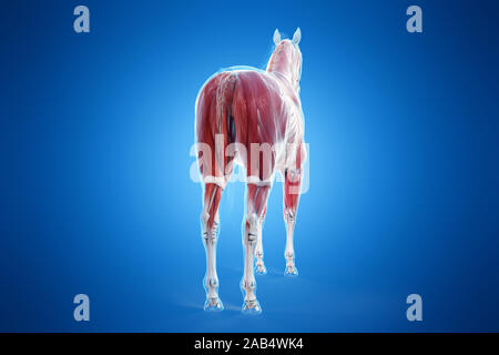 3D-gerenderte Medizinisch genaue Abbildung eines Pferde Muskel Anatomie Stockfoto