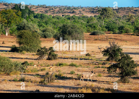 Elenantilope (taurotragus Oryx) und Impalas (Aepyceros melampus) an Mashatu Game Reserve, Botswana, Afrika Stockfoto