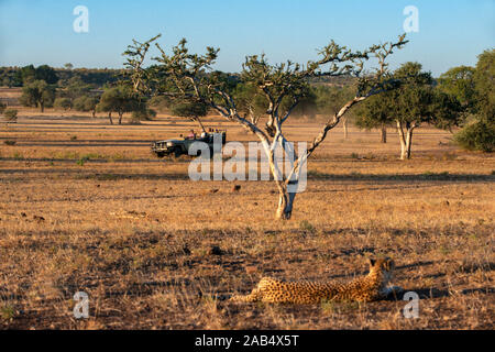 Touristische in einem Safari Fahrzeug beobachten bei weiblichen Geparden (Acinonyx jubatus) in Mashatu Game Reserve, Botswana, Afrika Stockfoto