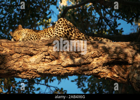 Leopard (Panthera pardus) in Mashatu Game Reserve, Botswana, Afrika Stockfoto