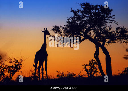 Giraffe (Giraffa Camelopardalis) bei Sonnenuntergang am Mashatu Game Reserve, Botswana, Afrika Stockfoto