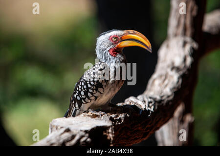 Southern Yellow-billed Hornbill (Tockus leucomelas) sitzt auf Niederlassung bei Sonnenuntergang in Mashatu Game Reserve, Botswana, Afrika Stockfoto