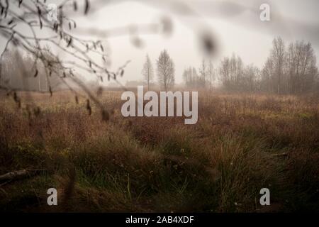 18 November 2019, Niedersachsen, Osterholz-Scharmbeck: Nebel verbreitet sich über die ahrensfelder Moor. Foto: Sina Schuldt/dpa Stockfoto