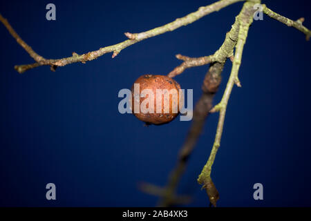 Apple im Dezember Stockfoto