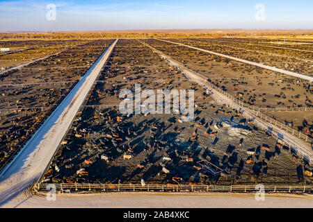 Kersey, Colorado - ein Vieh feedlot durch fünf Flüsse Viehzucht betrieben. Diese Feedlot hat eine Kapazität von 98.000 Rinder. Das Unternehmen versorgt rund eine Million c Stockfoto