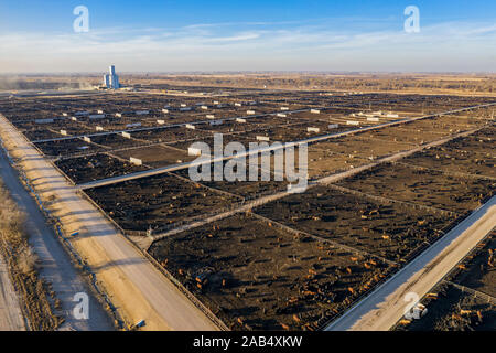 Kersey, Colorado - ein Vieh feedlot durch fünf Flüsse Viehzucht betrieben. Diese Feedlot hat eine Kapazität von 98.000 Rinder. Das Unternehmen versorgt rund eine Million c Stockfoto