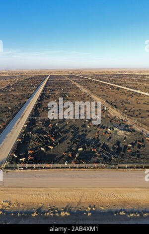 Kersey, Colorado - ein Vieh feedlot durch fünf Flüsse Viehzucht betrieben. Diese Feedlot hat eine Kapazität von 98.000 Rinder. Das Unternehmen versorgt rund eine Million c Stockfoto