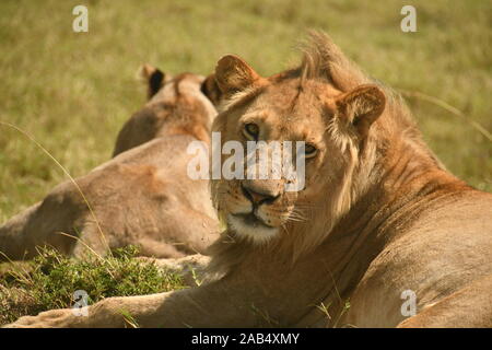 Ein junger männlicher Löwe aus dem Sumpf Stolz in Kenia Masai Mara National Reserve Stockfoto
