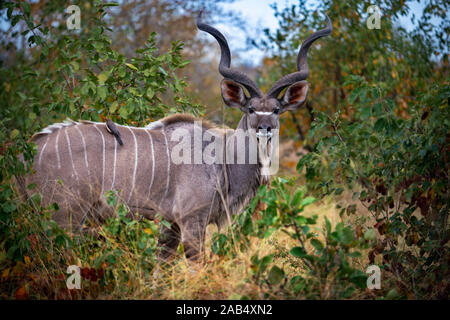 Mehr Kudu (Tragelaphus strepsiceros) in Mala Mala Game Reserve Sabi Sand Park Kruger Südafrika, Afrika Stockfoto