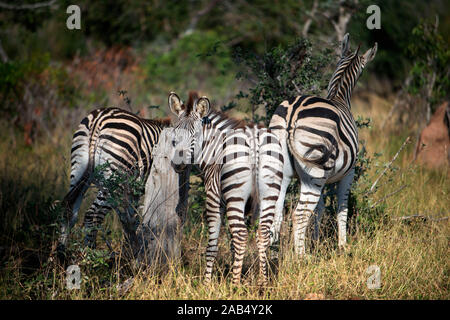 Burchell's Zebra (Equus burchellii) an Mala Mala Game Reserve Sabi Sand Park Kruger Südafrika, Afrika Stockfoto