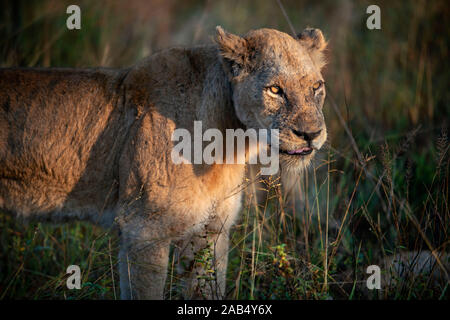 Löwe (Panthera leo) in Mala Mala Game Reserve Sabi Sand Park Kruger Südafrika, Afrika Stockfoto
