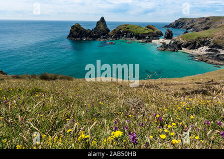 Die malerische und beliebtes Reiseziel von Kynance Cove in Cornwall, die Schöne robuste Cornish Landschaft mit Wildblumen auf seiner bes Stockfoto