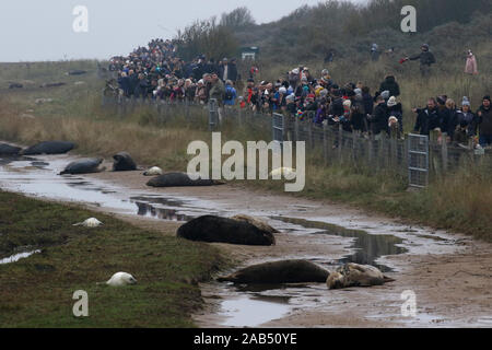 Besucher in Donna Nook grau Robbenkolonie, Lincolnshire, Großbritannien Stockfoto