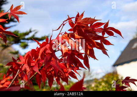 Acer palmatum Osakazuki, ein Japanischer Ahorn mit herrlichen Herbst Farbe, in einer Devon Garde Stockfoto