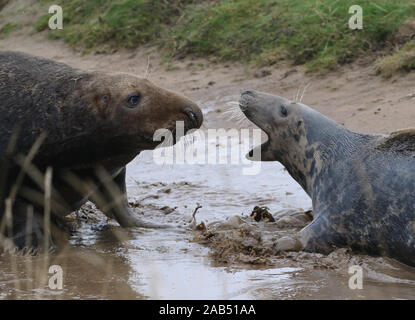 Ein grauer Dichtung Kuh - (rechts) wehrt weg von einem männlichen (Bull), Donna Nook, grau Robbenkolonie, Lincolnshire, Großbritannien Stockfoto