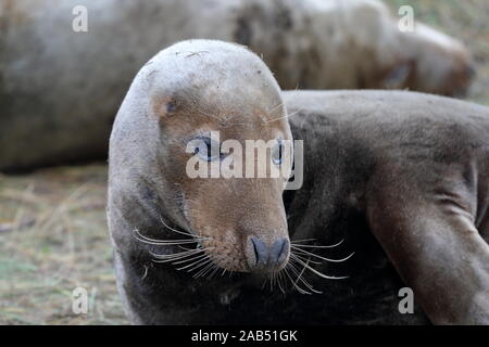 Eine weibliche Kegelrobbe an Donna Nook November 2019 Stockfoto