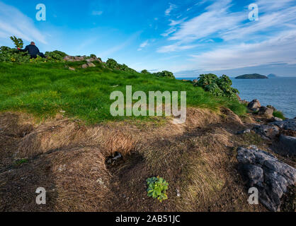 Scottish Seabird Centre Freiwilligenprojekt schneiden Baum Malve mit puffin Burrow, Lamm Insel, Erhabene, Schottland, Großbritannien Stockfoto