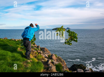 Scottish Seabird Centre Freiwilligenprojekt mit man schneiden Baum Malve, Lamm Insel, Erhabene, Schottland, Großbritannien Stockfoto