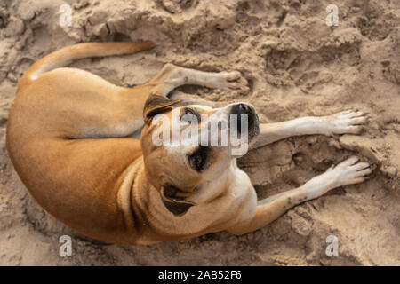 Obdachlosen Hund liegt in den Sand. Ansicht von oben. Stockfoto