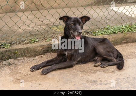 Ein streunender Hund liegt in der Nähe des Käfigs Stockfoto