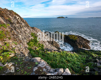 Rocky Cliff View aus Lamm Insel mit geschnittenen Baum Malve und Meer getragen Rocky Einlass, Erhabene, Schottland, Großbritannien Stockfoto