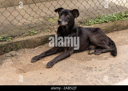 Ein streunender Hund liegt in der Nähe des Käfigs Stockfoto