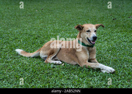 Niedlichen Hund liegend auf üppigen grünen Rasen mit geschlossenen