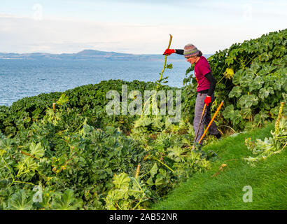 Scottish Seabird Centre Volunteer Projekt mit Frau schneiden Baum Malve, Lamm Insel, Erhabene, Schottland, Großbritannien Stockfoto