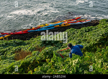 Lothian Sea Kayak Club Kajaks auf felsigen Ufer mit männlichen Freiwilligen schneiden Baum Malve, Lamm Insel, Erhabene, Schottland, Großbritannien Stockfoto