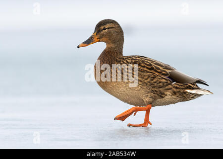 Weibliche Dabbling Duck Wandern auf Eis im Winter mit einem Bein in der Luft. Stockfoto