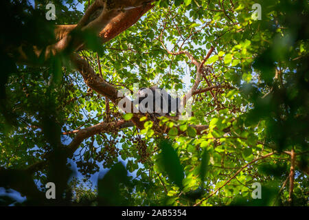 Zwei Schimpansen (Pan troglodytes) Ernährung hoch in den Baumkronen Vordach in einem Feigenbaum, Kibale Nationalpark, Western Uganda Stockfoto