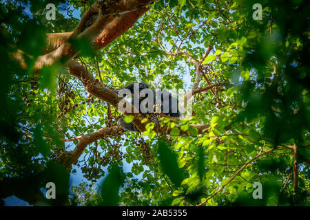 Zwei Schimpansen (Pan troglodytes) Ernährung hoch in den Baumkronen Vordach in einem Feigenbaum, Kibale Nationalpark, Western Uganda Stockfoto