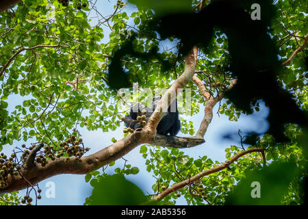 Ein Schimpansen (Pan troglodytes) Ernährung hoch in den Baumkronen Vordach in einem Feigenbaum, Kibale Nationalpark, Western Uganda Stockfoto